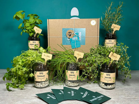 Grow Your Own Herbs Gift Set Purple Turtle Co