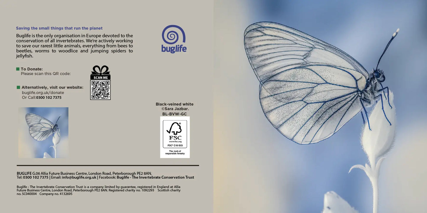 Buglife Black Veined White Butterfly Greeting Card Red Robin Gifts