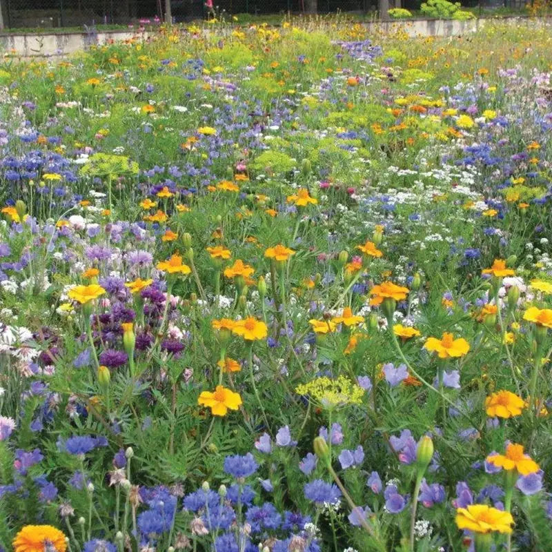 RHS Shake and Sow Flowers for Insects Red Robin Gifts