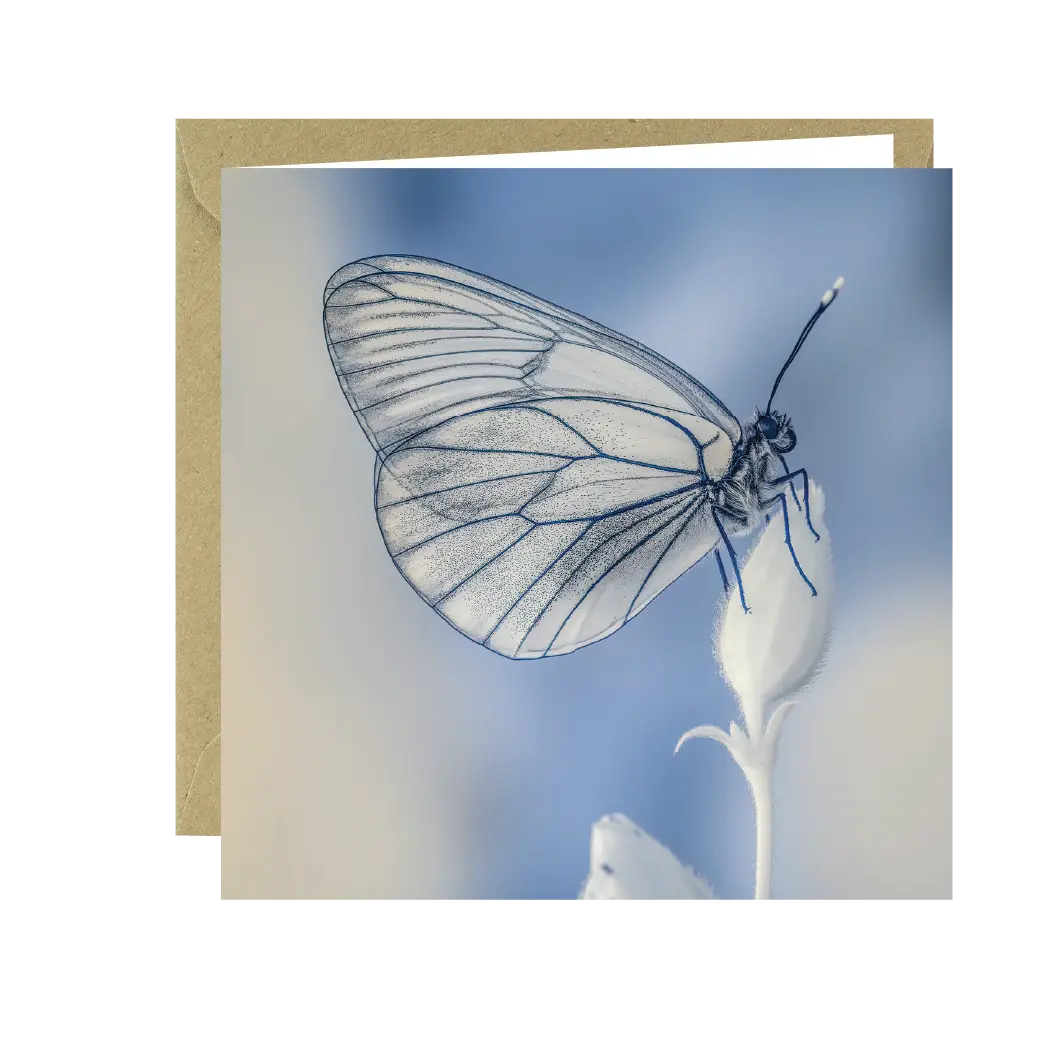Buglife Black Veined  White Butterfly Greeting Card Red Robin Gifts