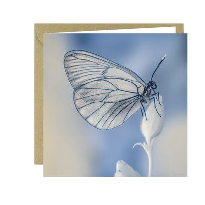 Buglife Black Veined  White Butterfly Greeting Card Red Robin Gifts