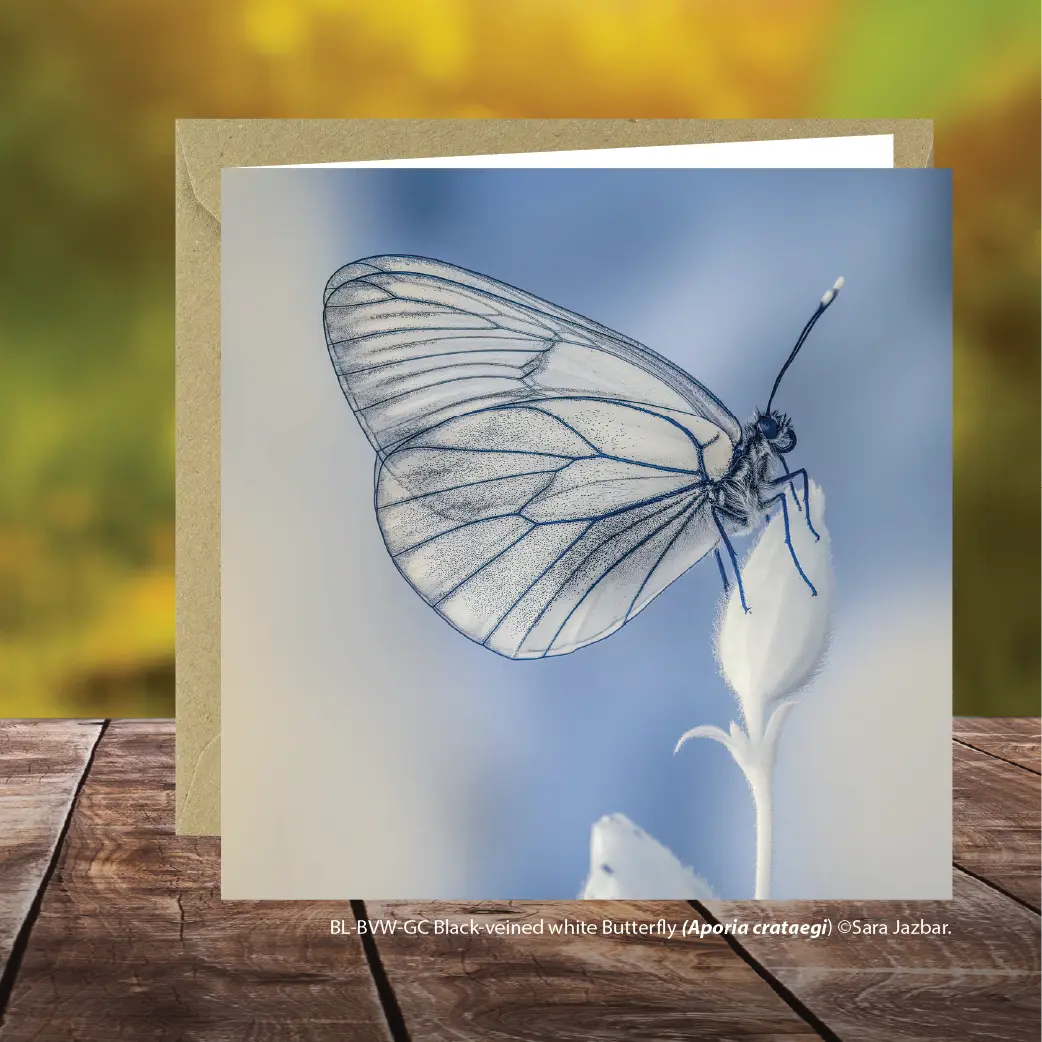 Buglife Black Veined  White Butterfly Greeting Card Red Robin Gifts