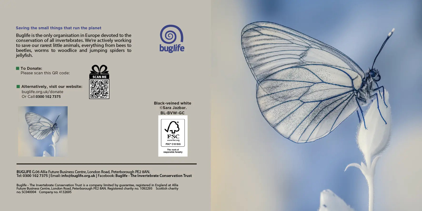 Buglife Black Veined  White Butterfly Greeting Card Red Robin Gifts