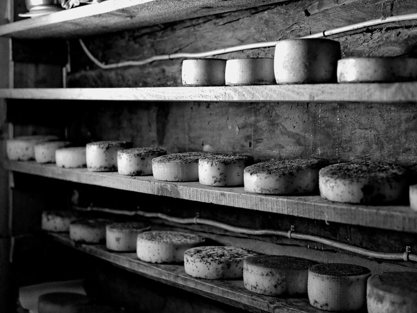 Pecorino Cheese & Rosemary Drinks Biscuits The Drinks Bakery
